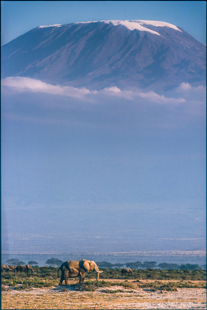 photo-wallpaper-kilimanjaro-and-the-quiet-sentinels