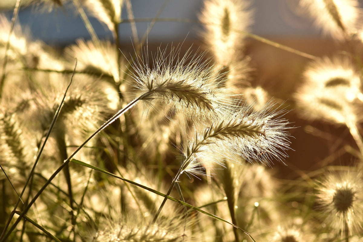 photo-wallpaper-ornamental-grass-in-the-sunlight