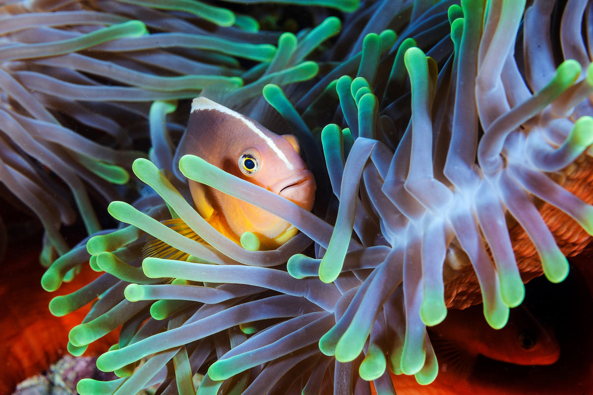 photo-wallpaper-clownfish