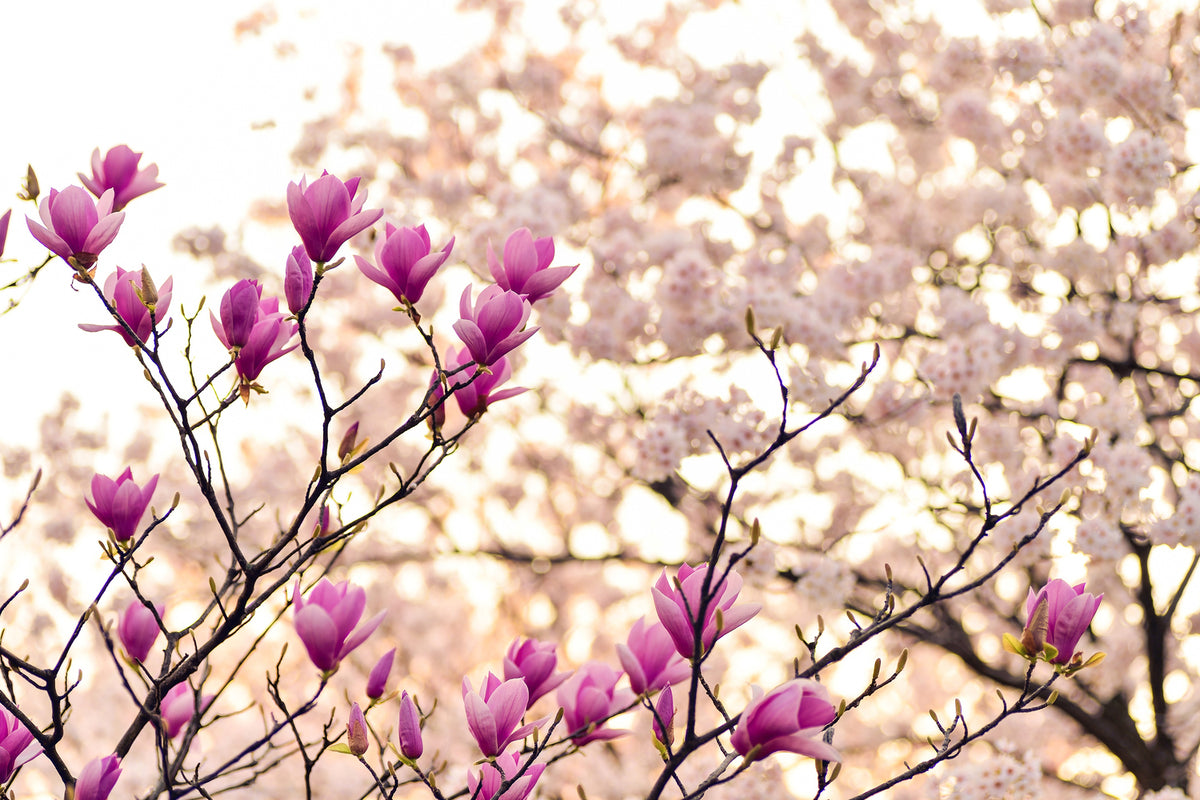 photo-wallpaper-beautiful-magnolia-xl