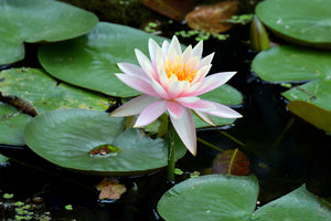 photo-wallpaper-the-proud-water-lily