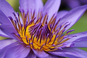 photo-wallpaper-xxl-water-lily-in-purple