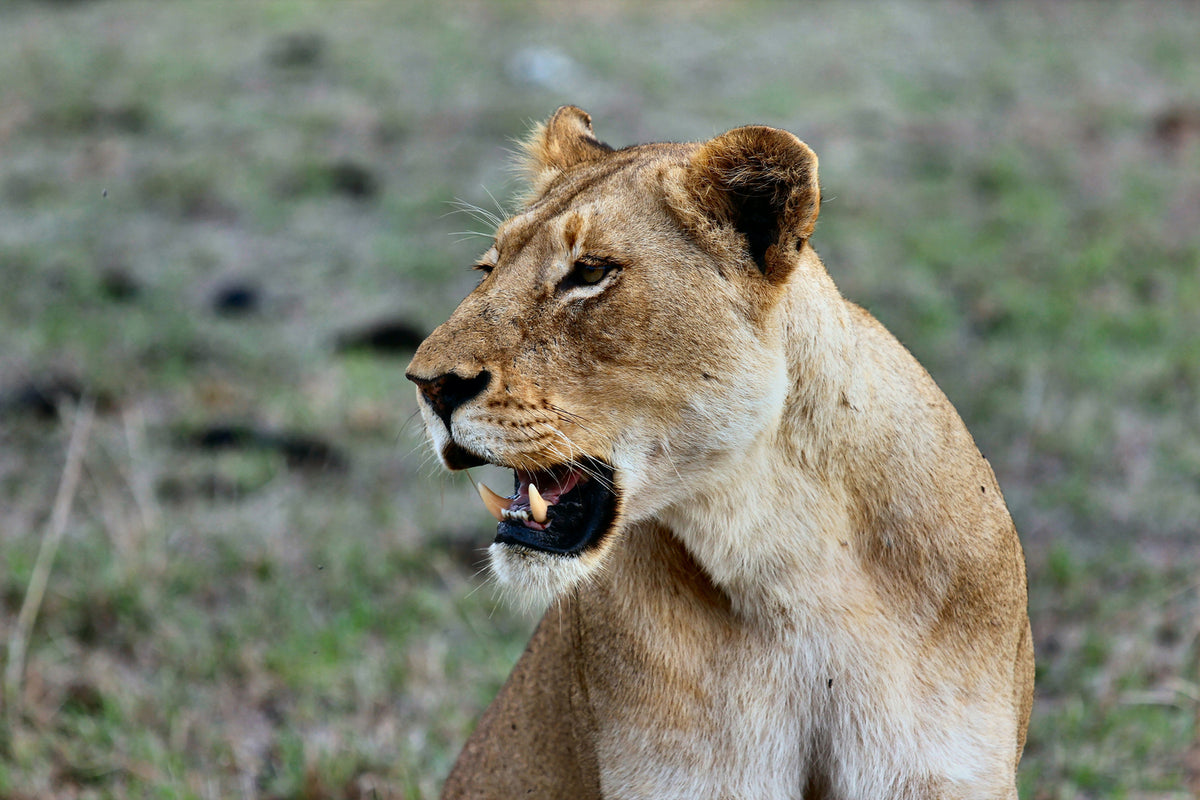 photo-wallpaper-magnificent-lioness