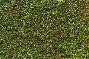 photo-wallpaper-green-ivy-leaves-wall