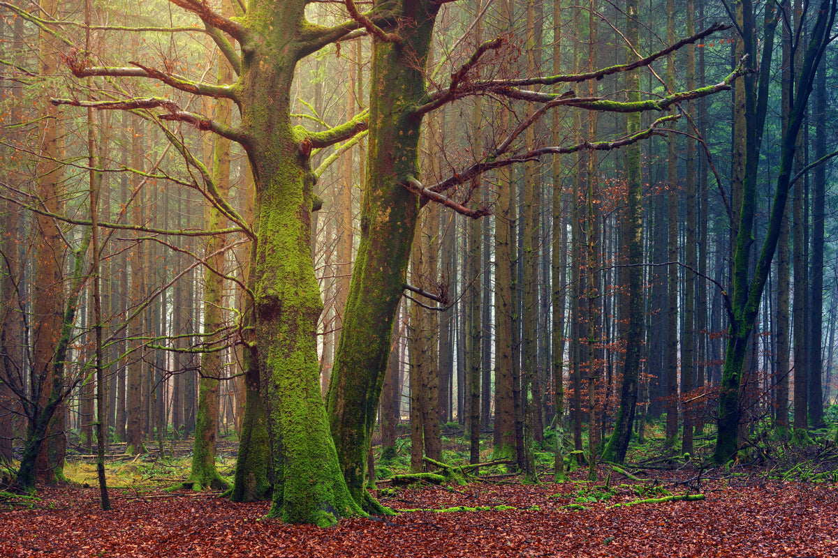 photo-wallpaper-alone-in-the-woods