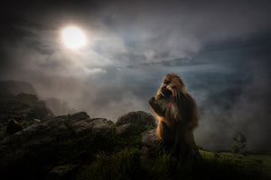 photo-wallpaper-gelada-baboons-x