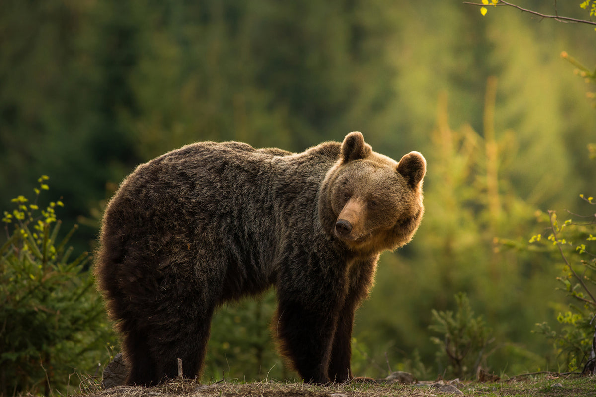 photo-wallpaper-backlit-bear-x