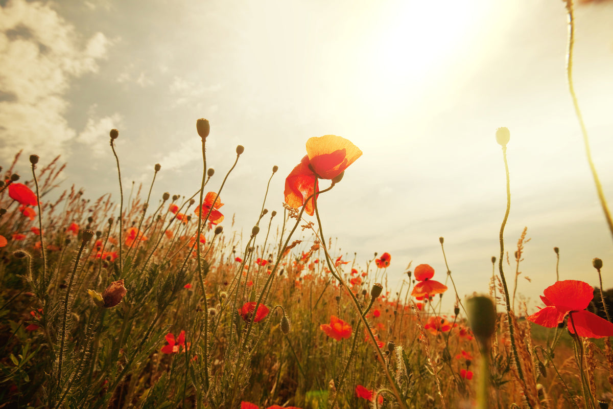 photo-wallpaper-the-poppy-field-at-sunrise