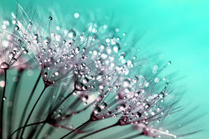 photo-wallpaper-macro-dandelion-p