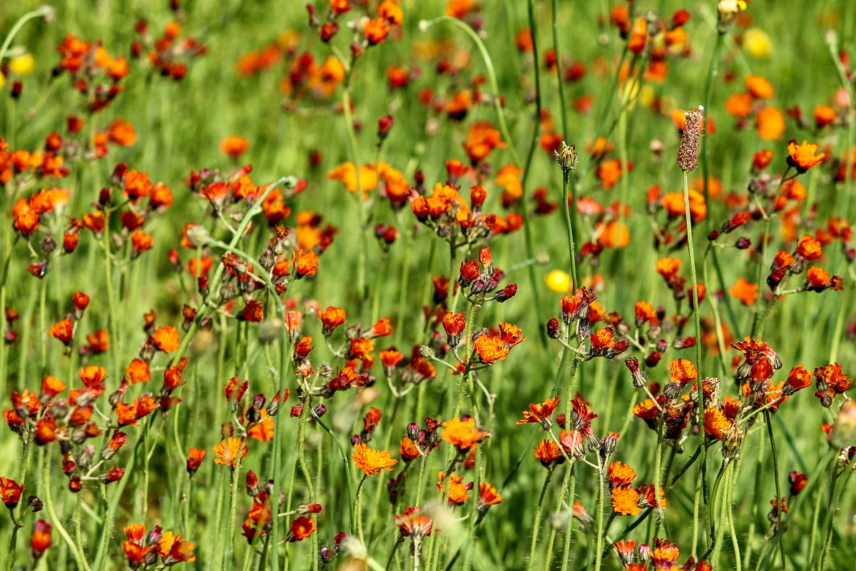 photo-wallpaper-hawkweeds