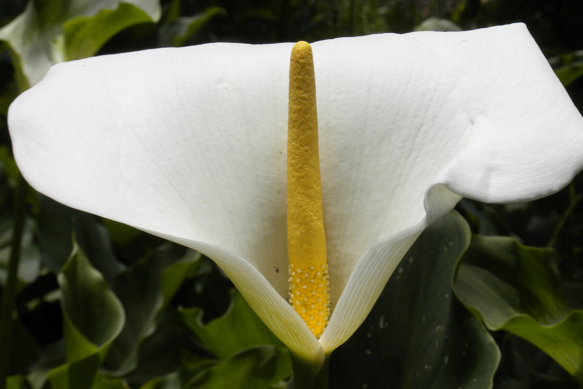 photo-wallpaper-macro-calla-in-white