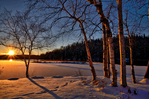 photo-wallpaper-birches-in-the-sunset