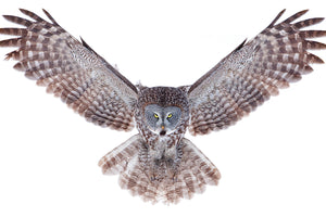 photo-wallpaper-power-great-grey-owl