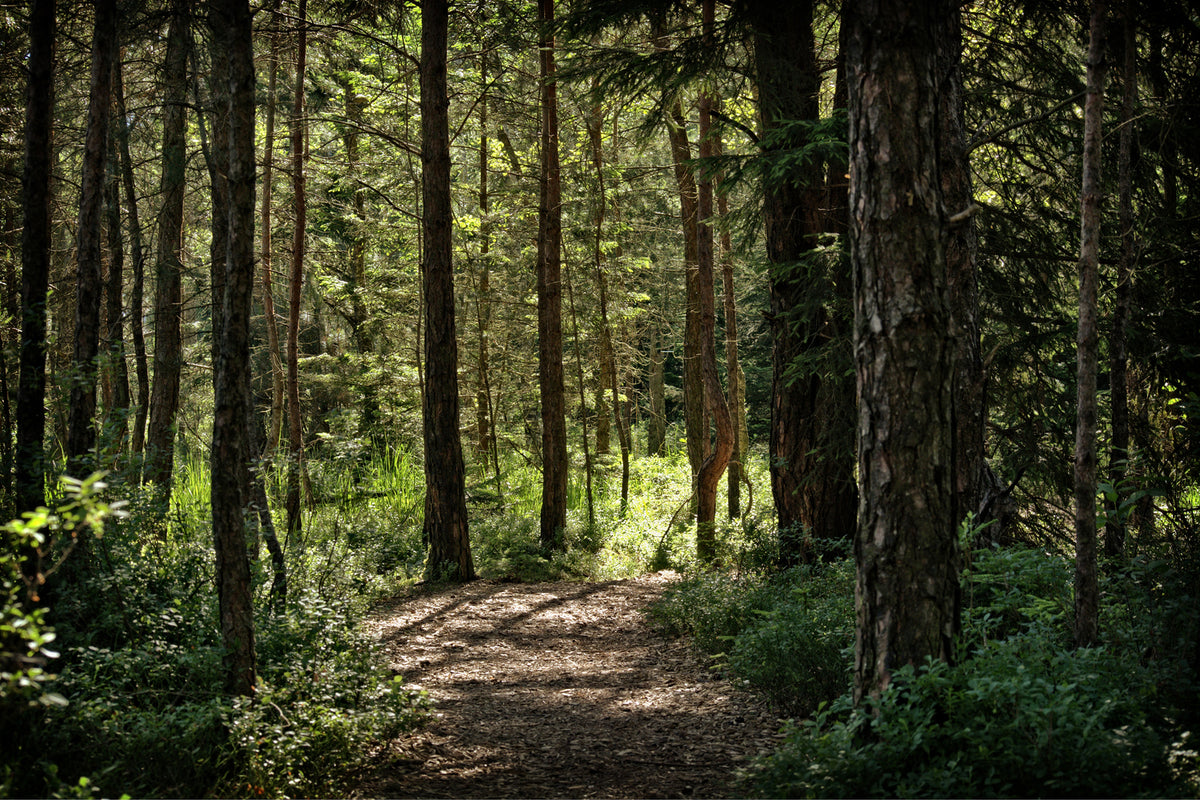 photo-wallpaper-many-trees