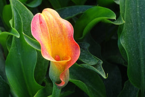 photo-wallpaper-wild-calla