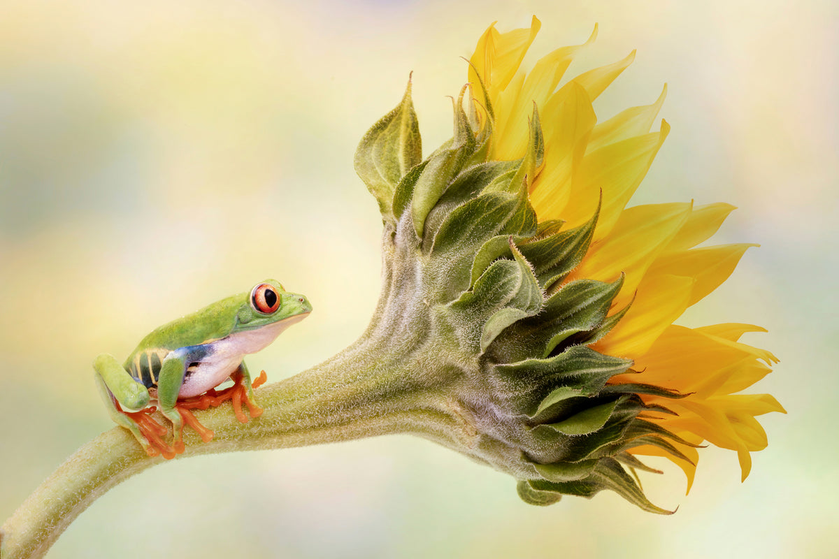 photo-wallpaper-red-eyed-tree-frog-on-a-sunflower-x