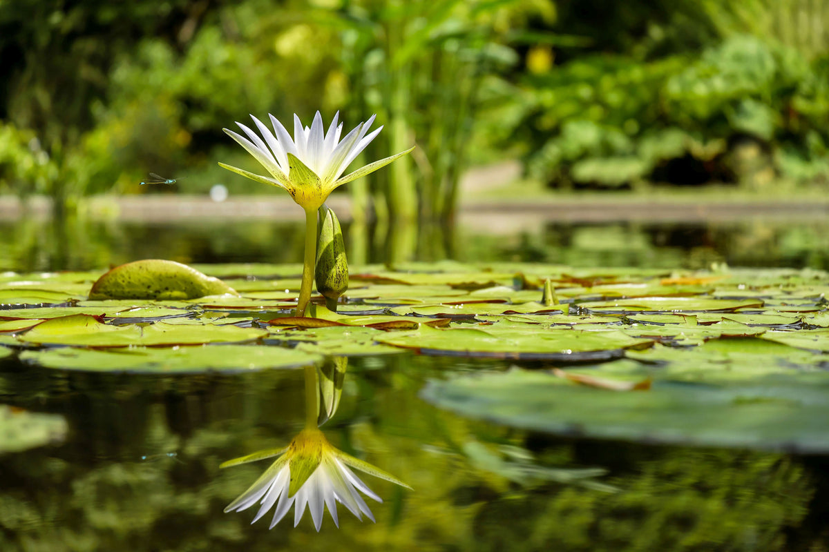 photo-wallpaper-water-lily-in-nature