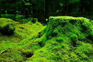 photo-wallpaper-moss-in-the-forest