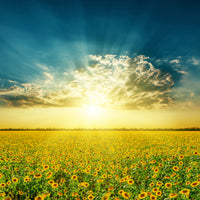 photo-wallpaper-sunflowers-in-the-evening-sun