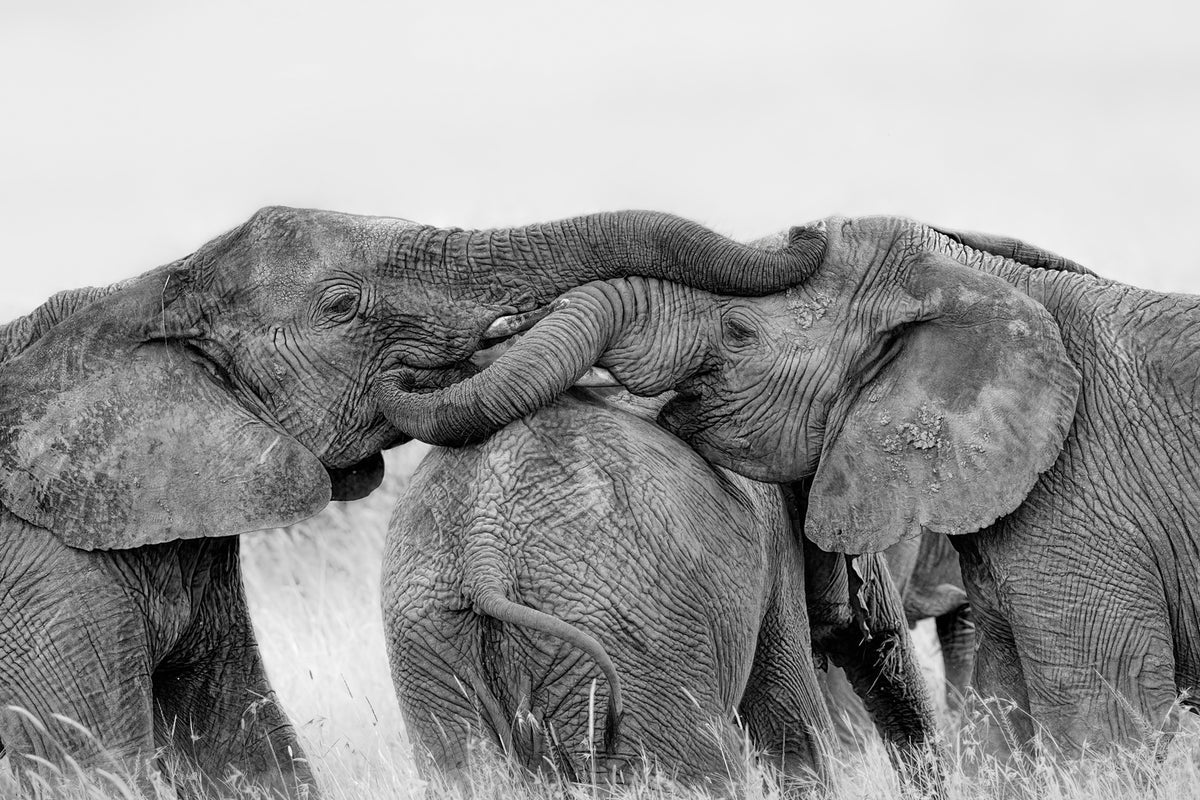 photo-wallpaper-elephant-playing-x