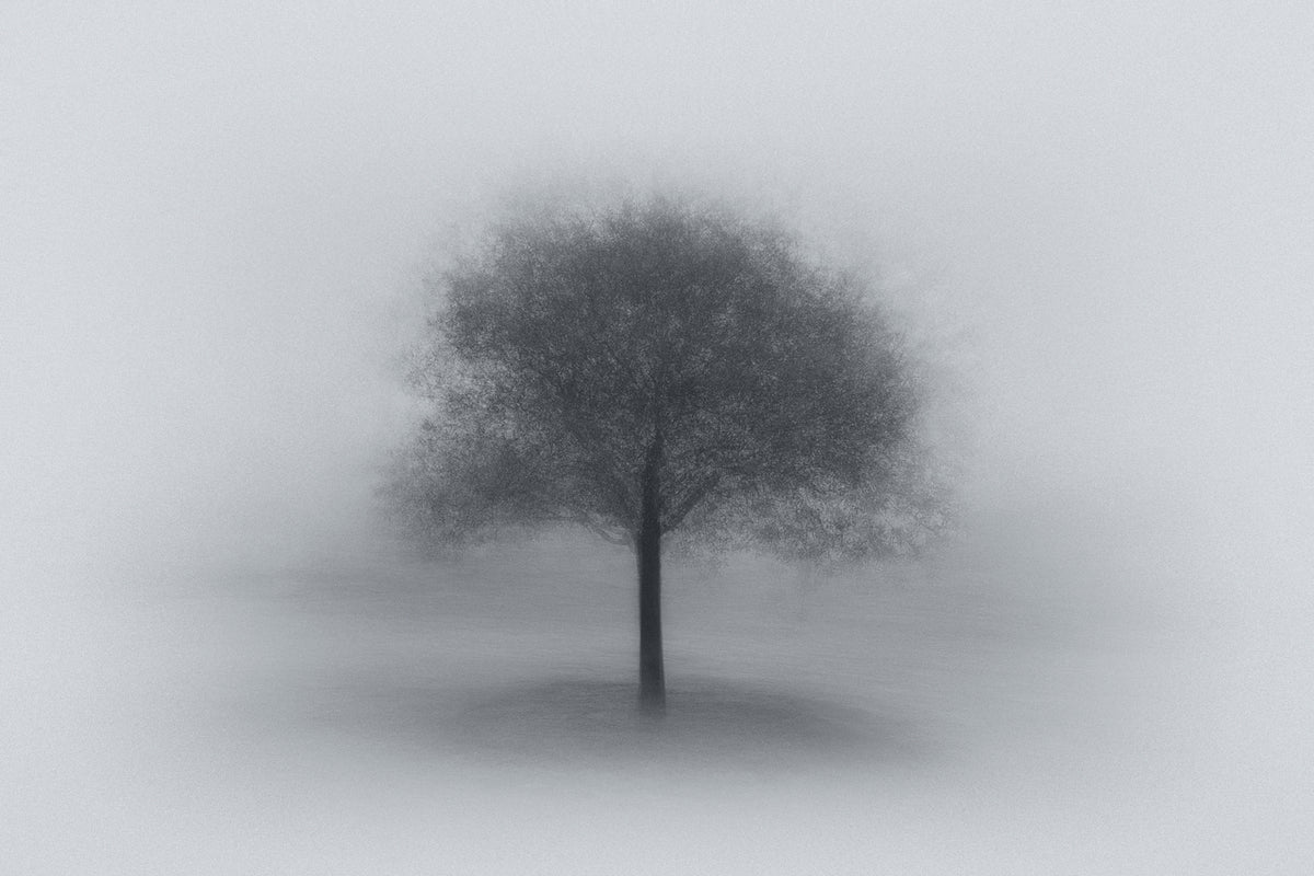 photo-wallpaper-tree-in-fog-x