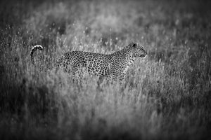 photo-wallpaper-leopard-s-mood-x