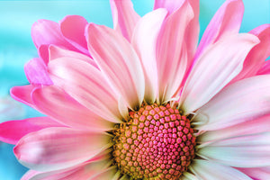 photo-wallpaper-colored-flower