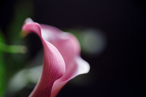 photo-wallpaper-calla-in-purple