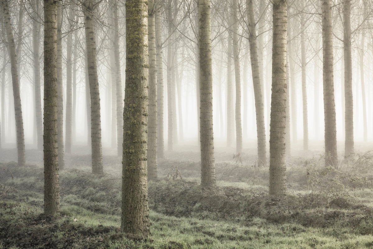 photo-wallpaper-small-woodland