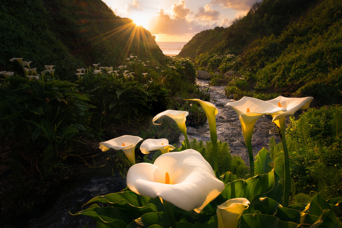 photo-wallpaper-calla-lily-world-x