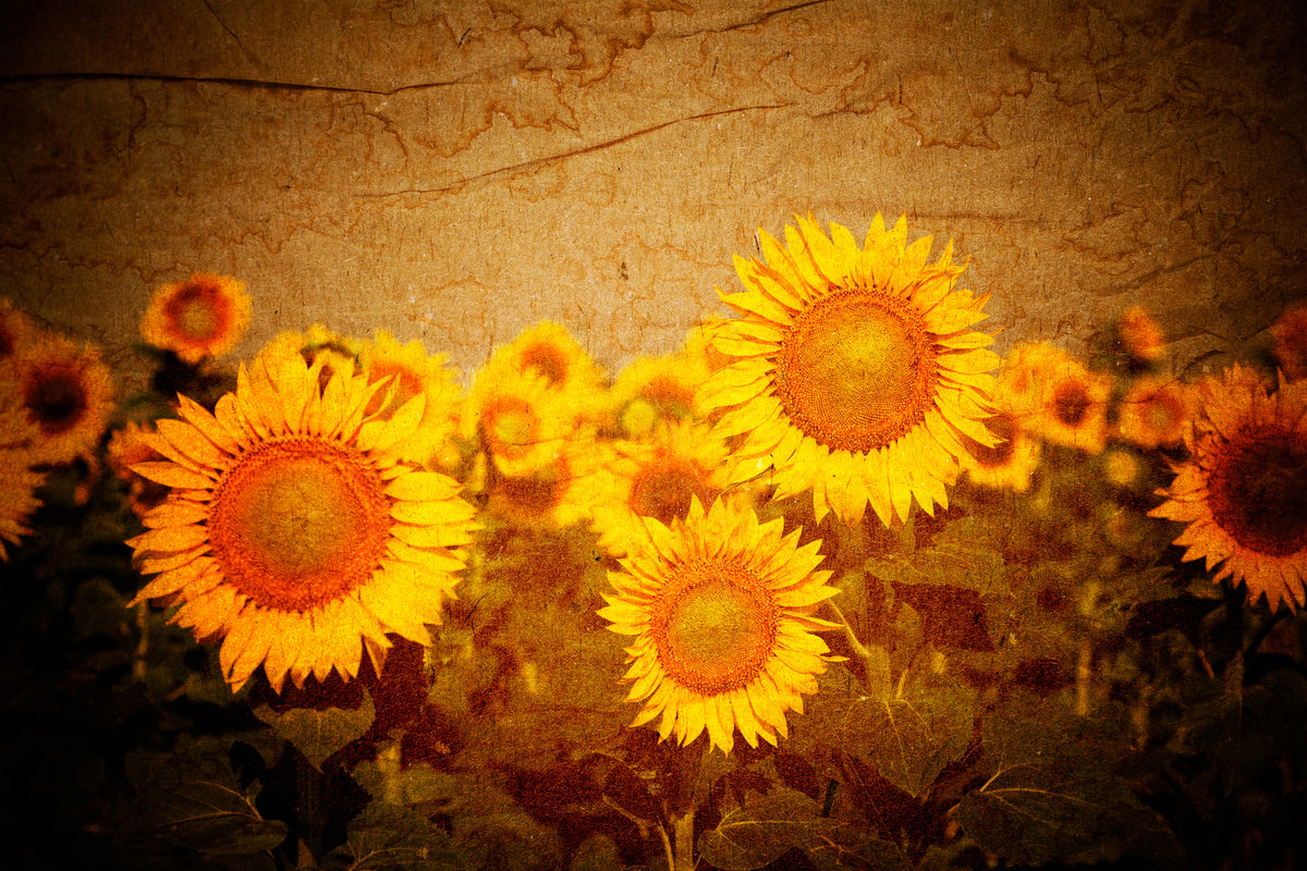 photo-wallpaper-retro-sunflower