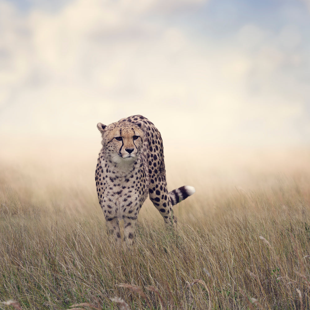 photo-wallpaper-the-cheetah