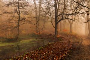 photo-wallpaper-which-path-ii