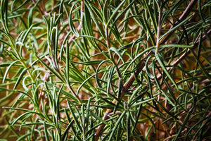 photo-wallpaper-rosemary-xxl