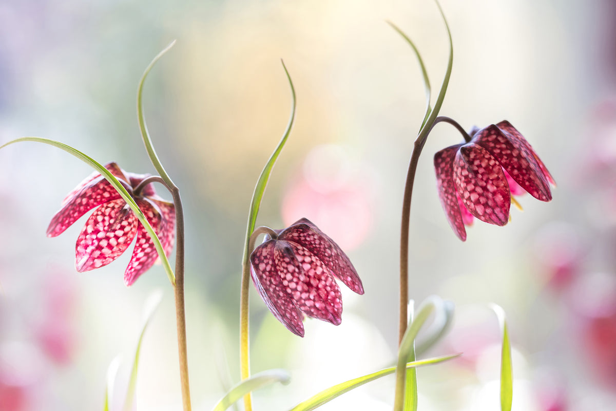 photo-wallpaper-snakes-head-fritillary-x