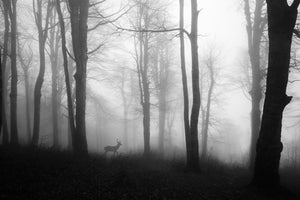 photo-wallpaper-forest-xue