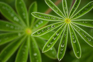 photo-wallpaper-pearly-lupine