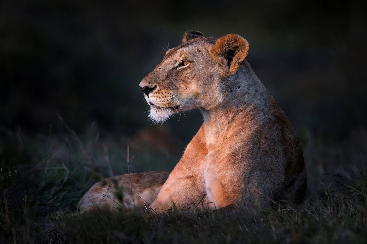 photo-wallpaper-lone-lioness-x