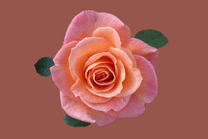 photo-wallpaper-rose-in-apricot-xxl