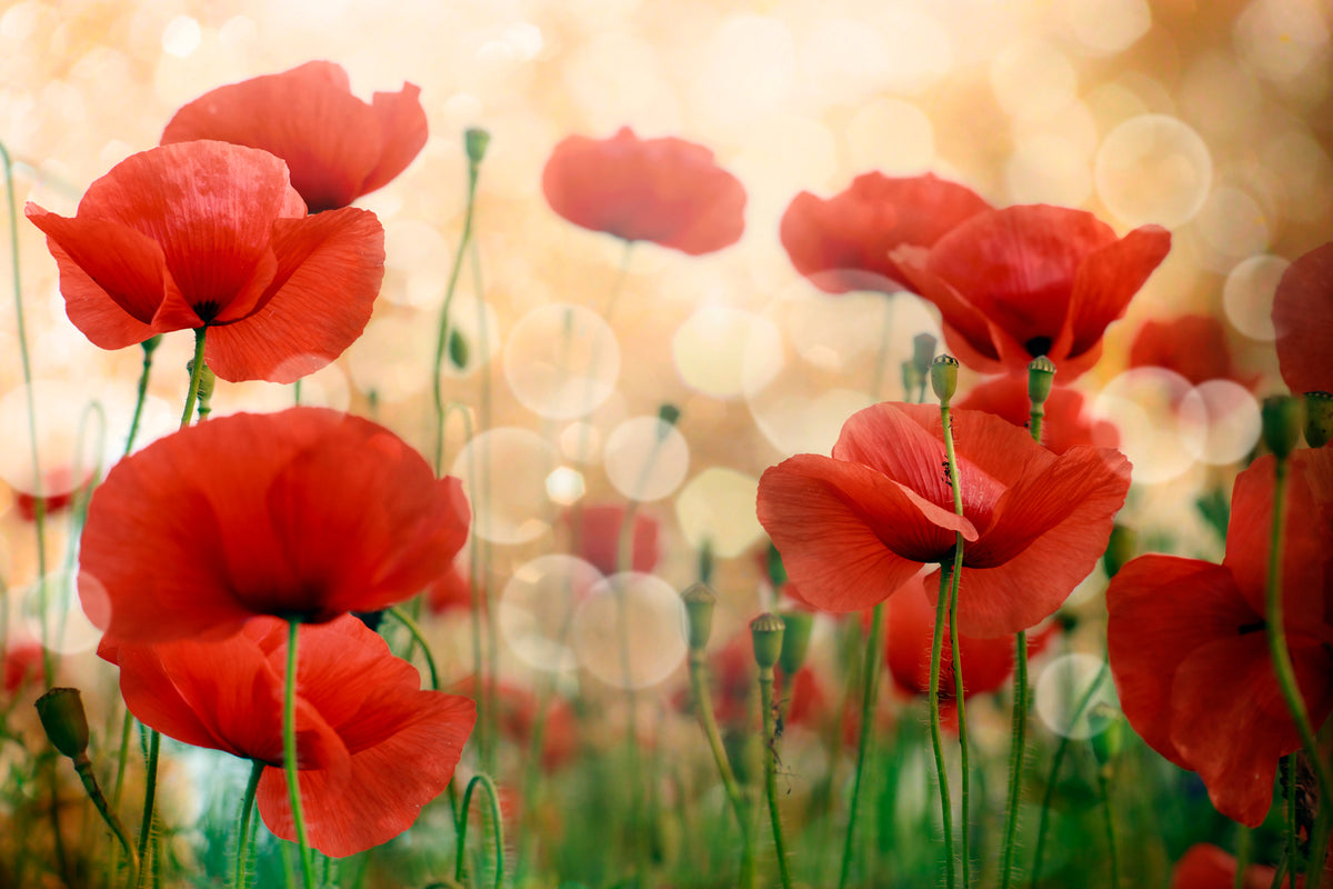 photo-wallpaper-the-poppy