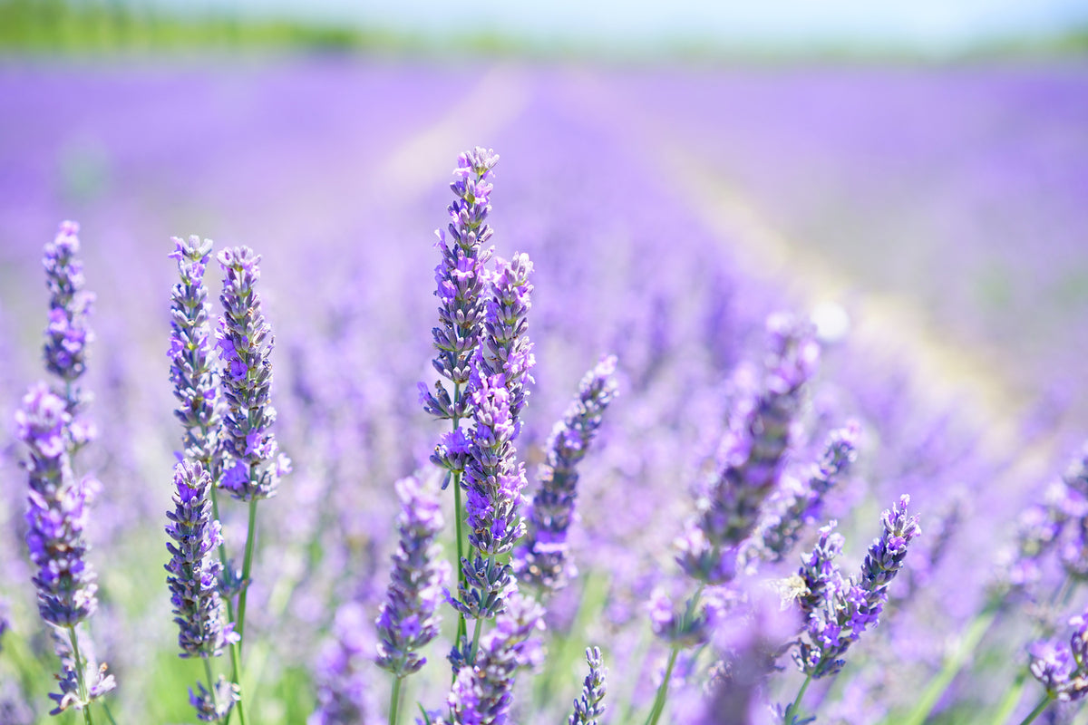 photo-wallpaper-the-lavender-blossom