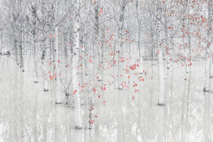 photo-wallpaper-red-a-white-x