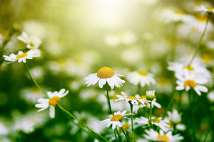 photo-wallpaper-the-daisy