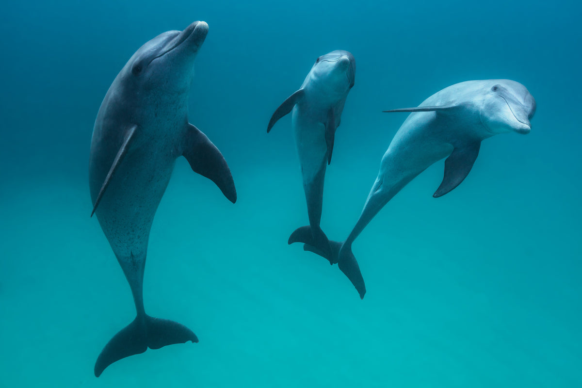 photo-wallpaper-bottlenose-dolphins-ii