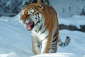 photo-wallpaper-tiger-in-the-snow