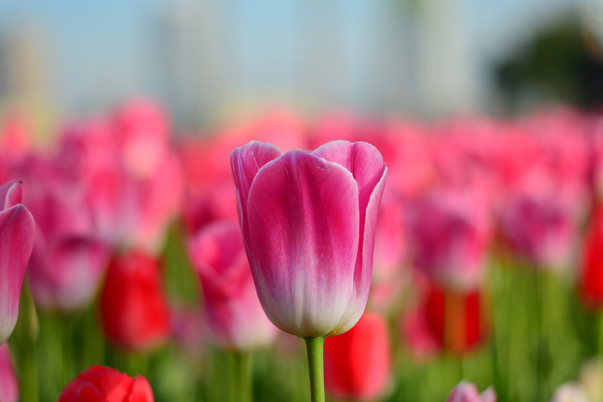 photo-wallpaper-tulip-field-in-pink-red