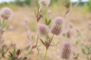 photo-wallpaper-delicate-flowers