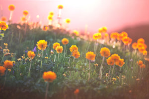 photo-wallpaper-the-mountain-meadow