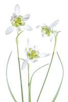 photo-wallpaper-galanthus-flore-pleno