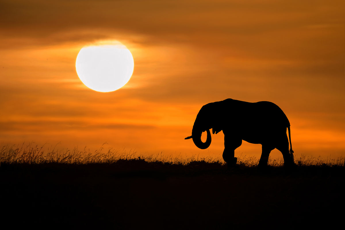 photo-wallpaper-elephant-at-dawn-x